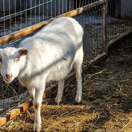 Alpehytte Perryland Urban Farm *