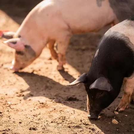 Perryland Urban Farm شاليه Piatra (Constanta)