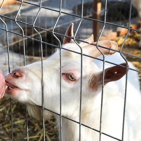 Alpehytte Perryland Urban Farm Piatra (Constanta)