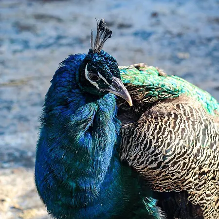 Perryland Urban Farm *