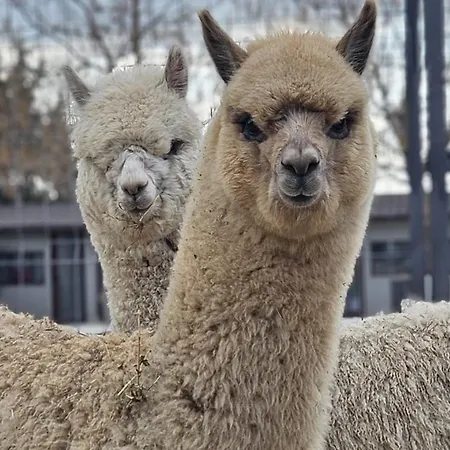 Perryland Urban Farm Piatra (Constanta)