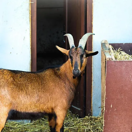 Perryland Urban Farm * Piatra (Constanta)