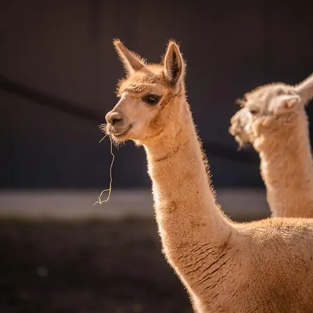 Perryland Urban Farm شاليه