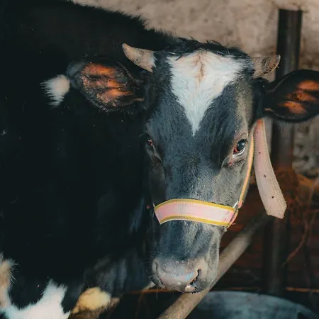 شاليه Perryland Urban Farm