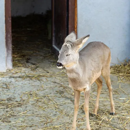 شاليه Perryland Urban Farm *