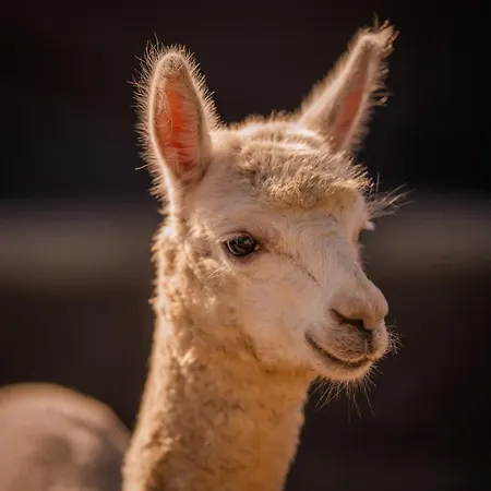 شاليه Perryland Urban Farm *