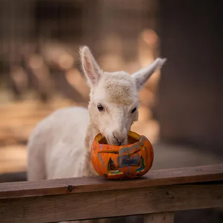 Alpehytte Perryland Urban Farm Piatra (Constanta)